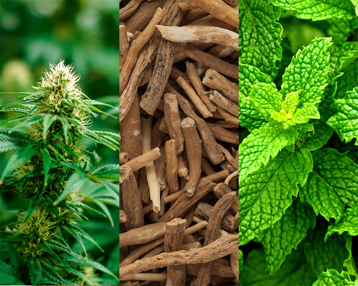 Stay Polite Hemp Rest Well Ingredients